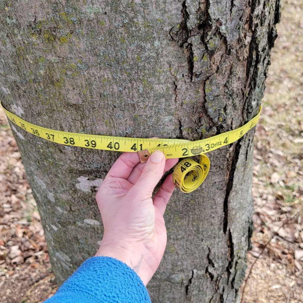 Checking the Size of a Maple Tree Prior to Tapping