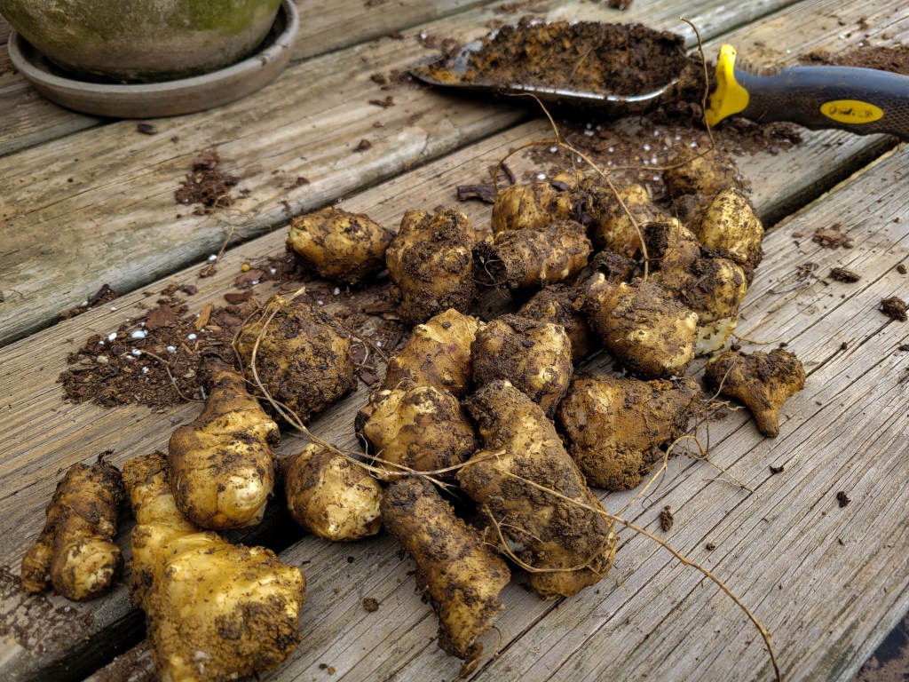 Winter Sunchoke Harvest