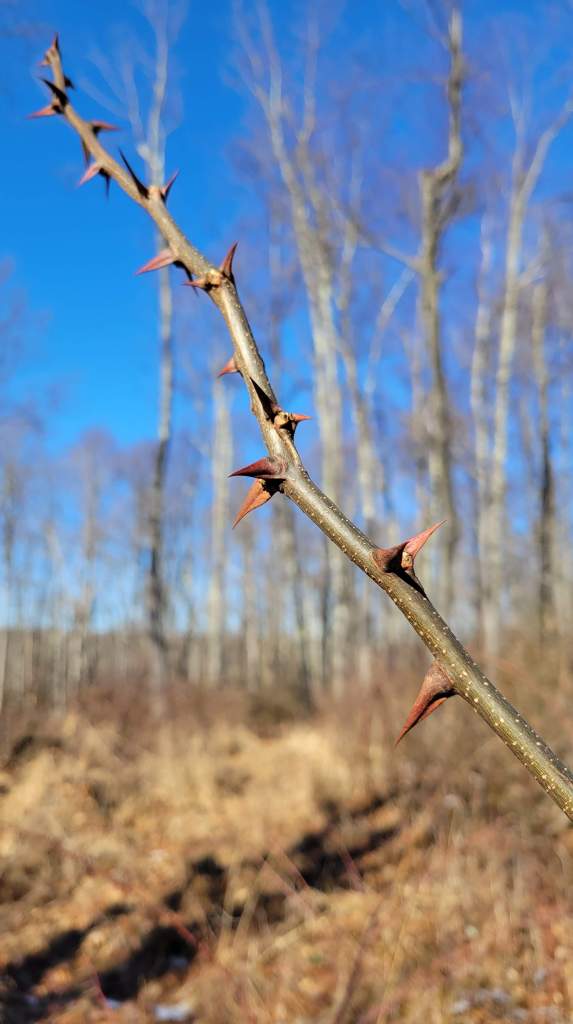 A branch bristling with thorns - prickly ash