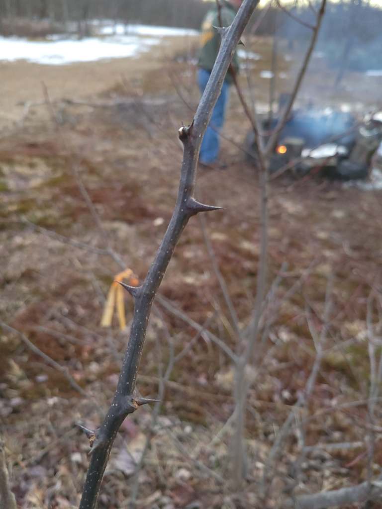A second prickly ash specimen