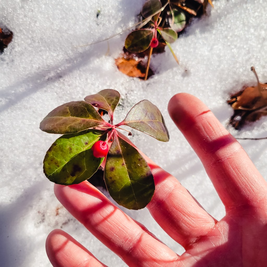 Eastern teaberry can be foraged in the winter