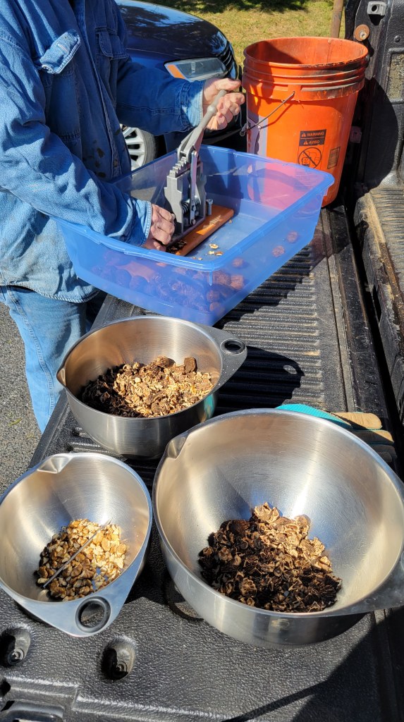 Hard at working cracking black walnuts