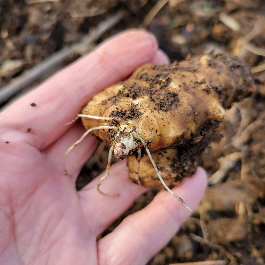 Sunchoke tubers starting to grow in the warming weather