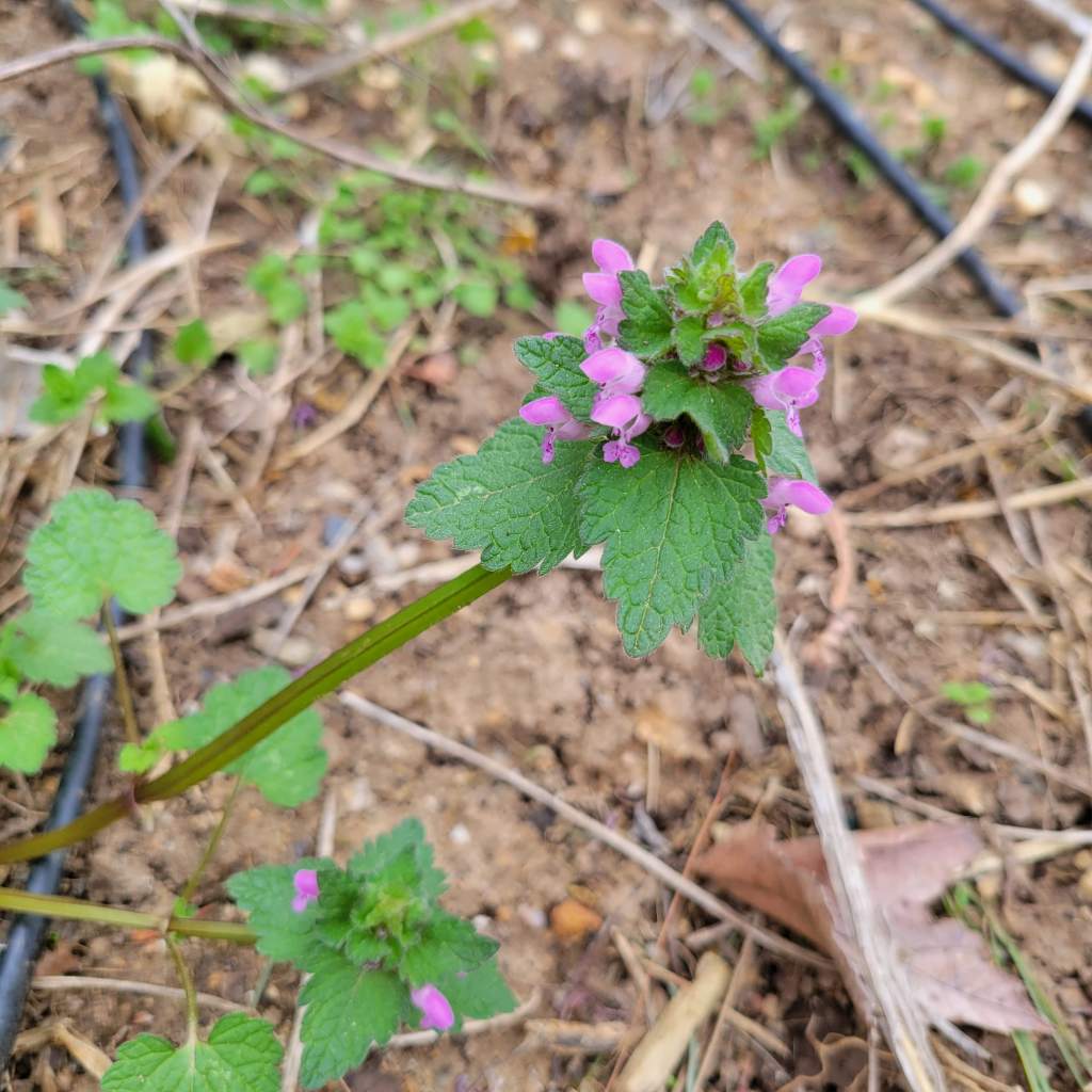 Deadnettle - both edible and medicinal