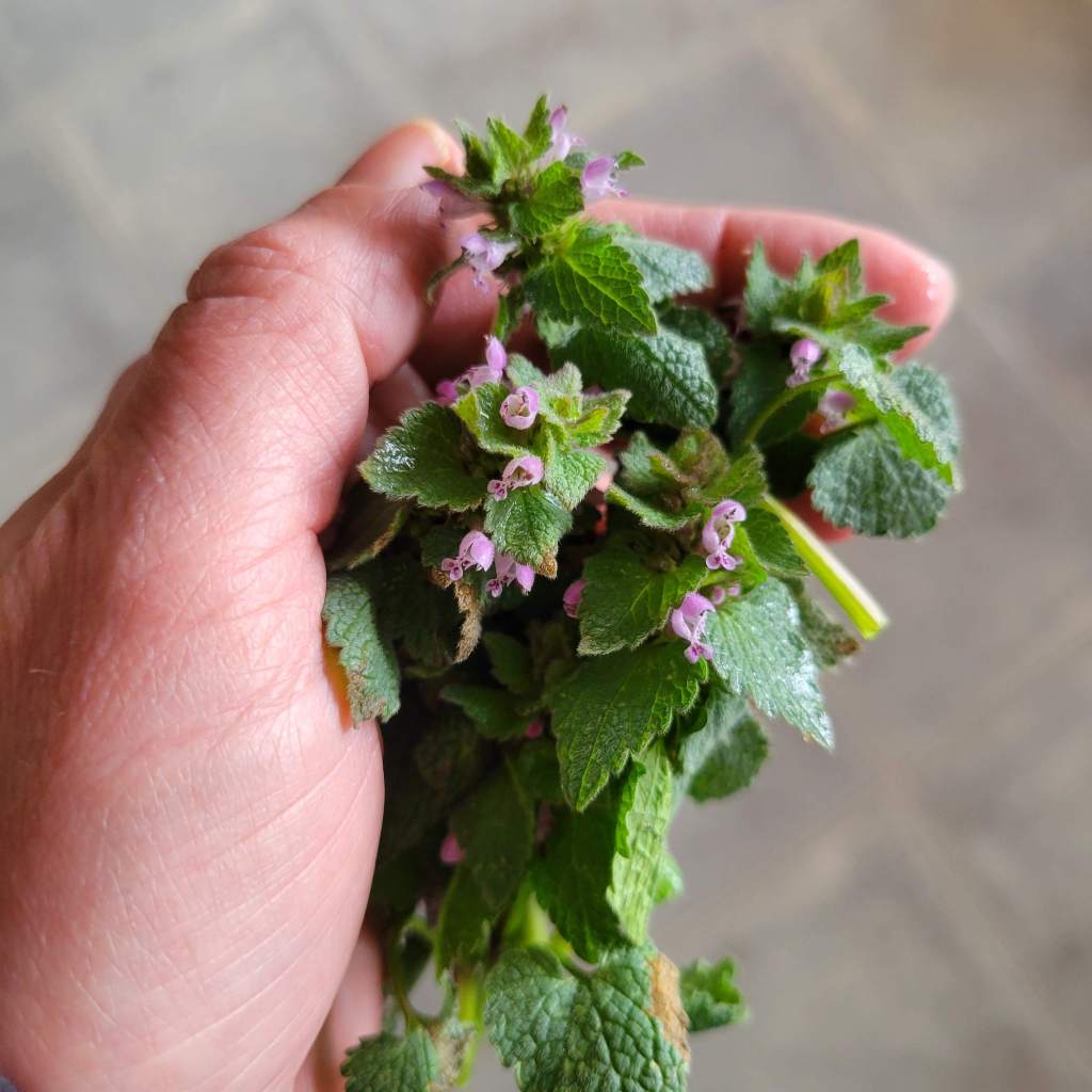 A fistful of dead nettle tops for tea