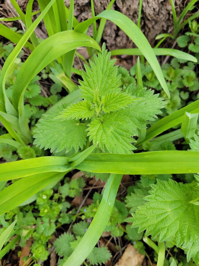 The opposite leaves and deeply toothed leaves of nettle