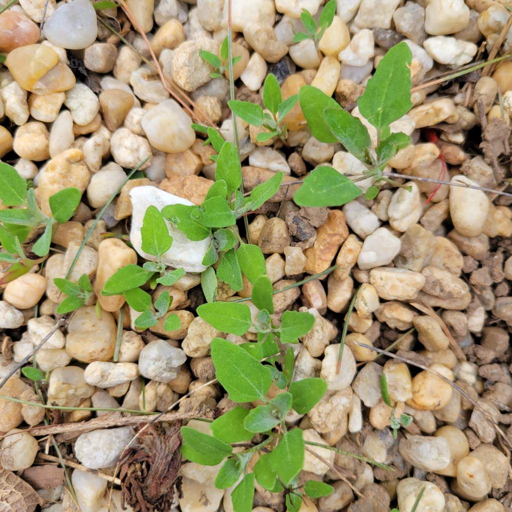 Lambsquarter Seedlings