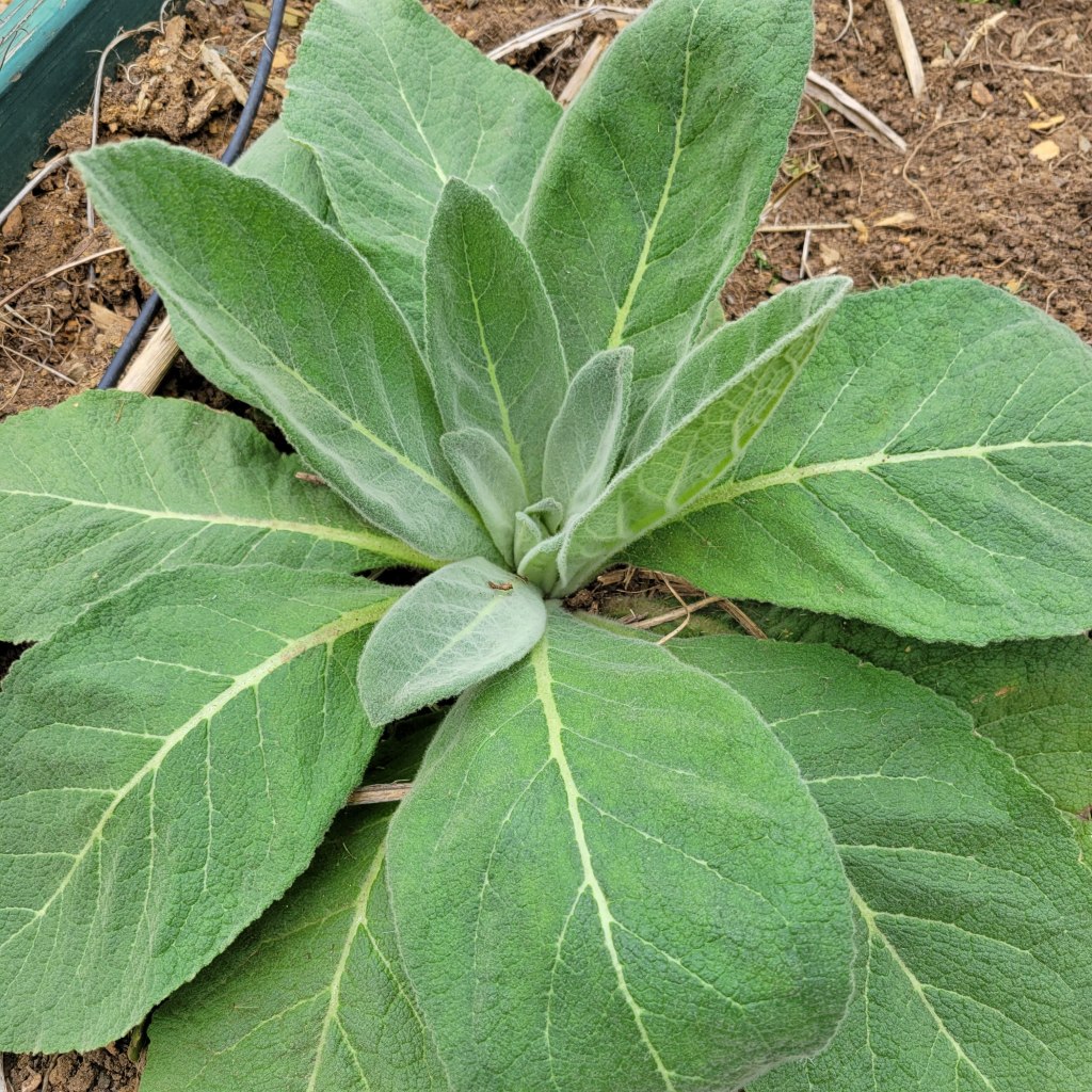 Mullein
