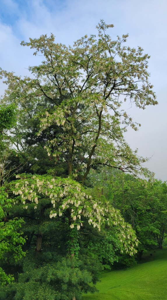 All the best black locust trees seem to be in other peoples' yards