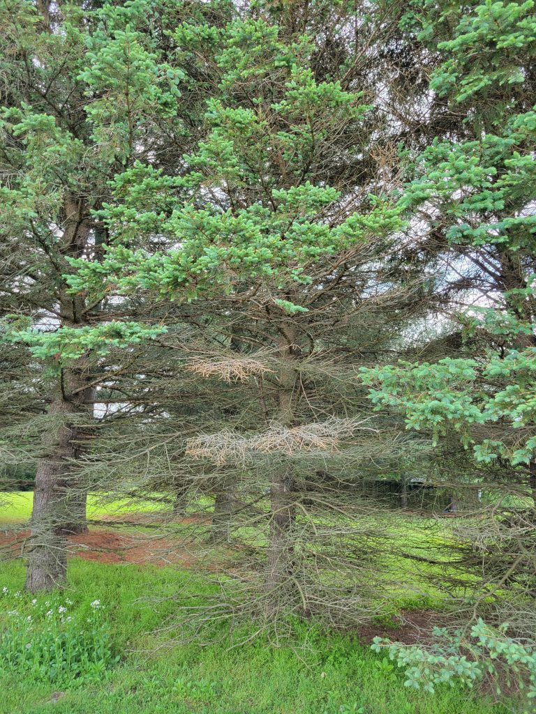 Blue spruce decline causes needles to drop starting at the base of the tree
