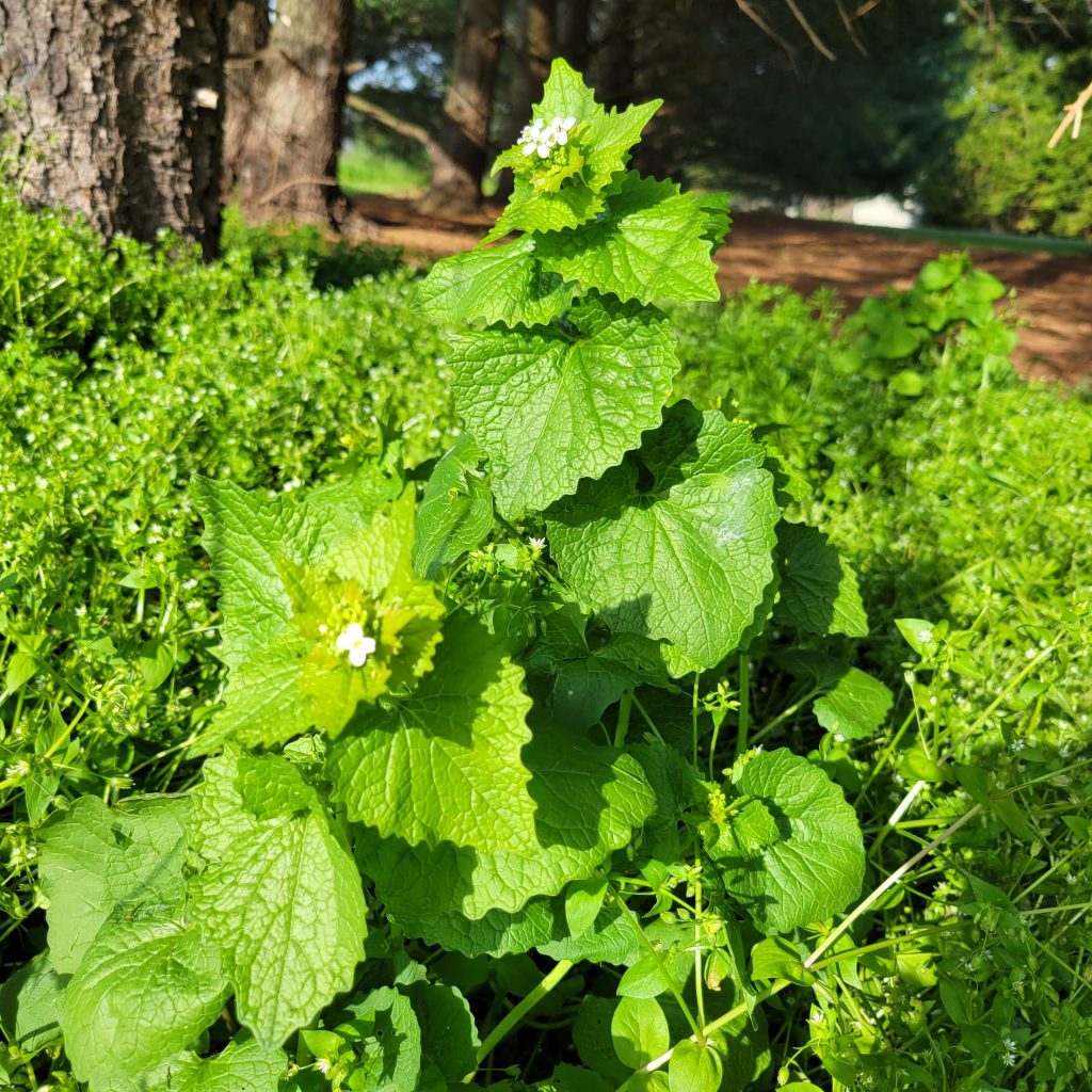 Second Year Garlic Mustard