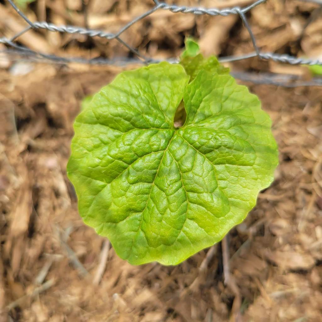 First Year Garlic Mustard