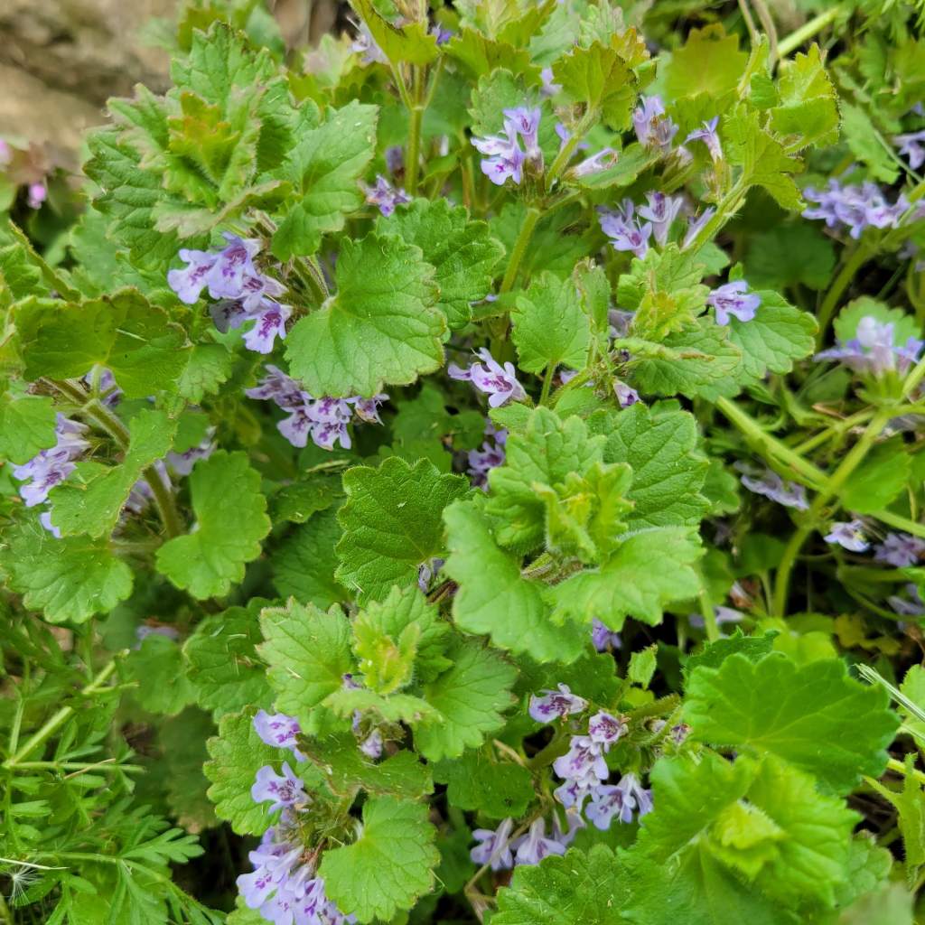 Ground Ivy