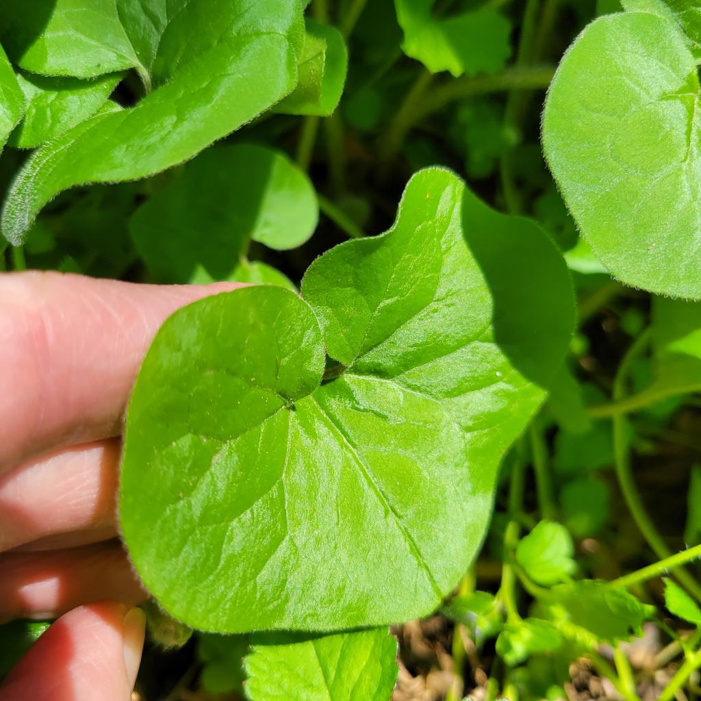Wild Ginger Leaves Shimmer in the Sun