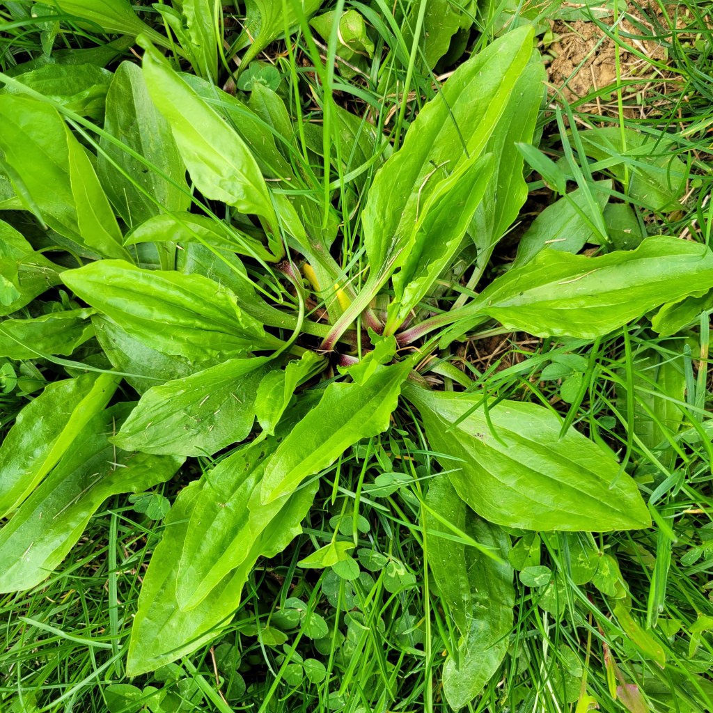 Broadleaf Plantain