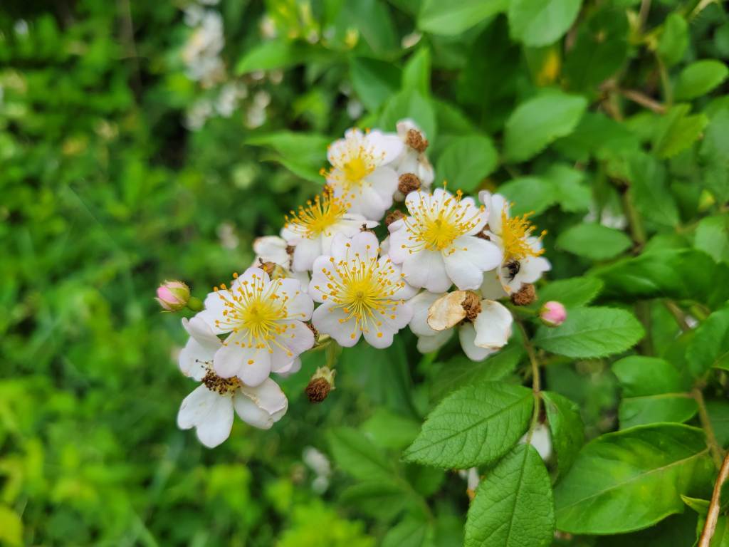 Multiflora Rose