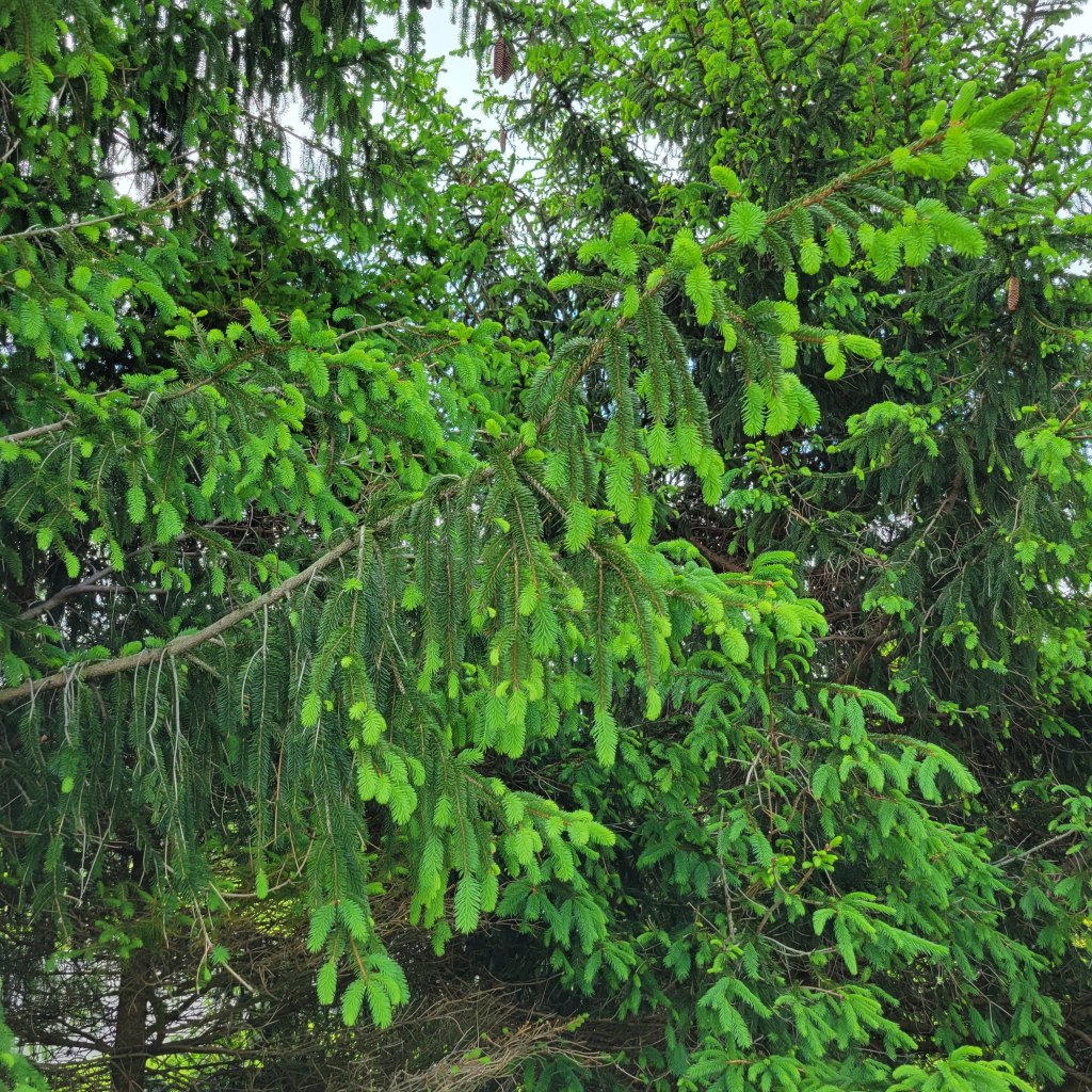 Norway spruce trees have dramatically drooping branches