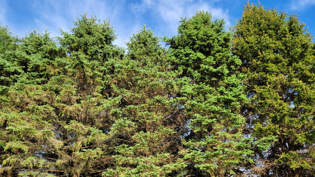 Spruce trees tower above the landscape