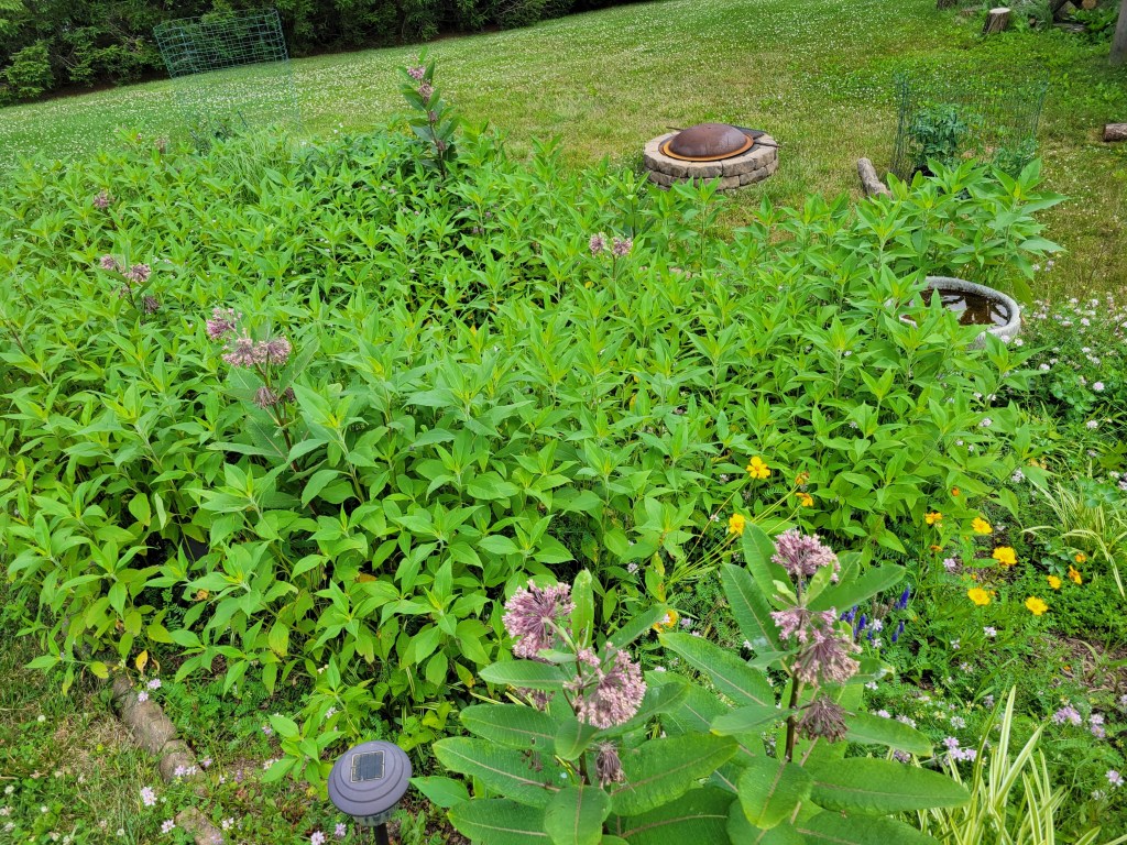 Pollinator-friendly zone in my back yard 