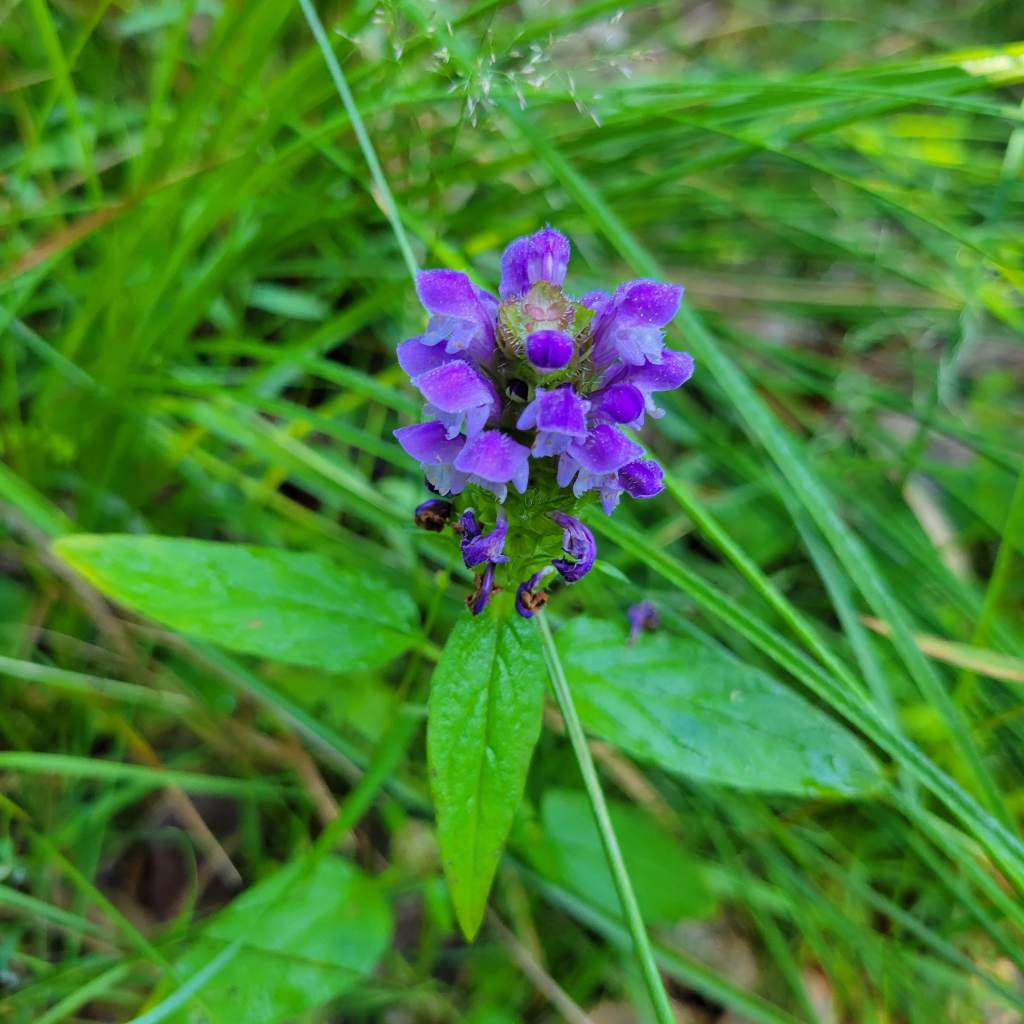 Self-heal in flower