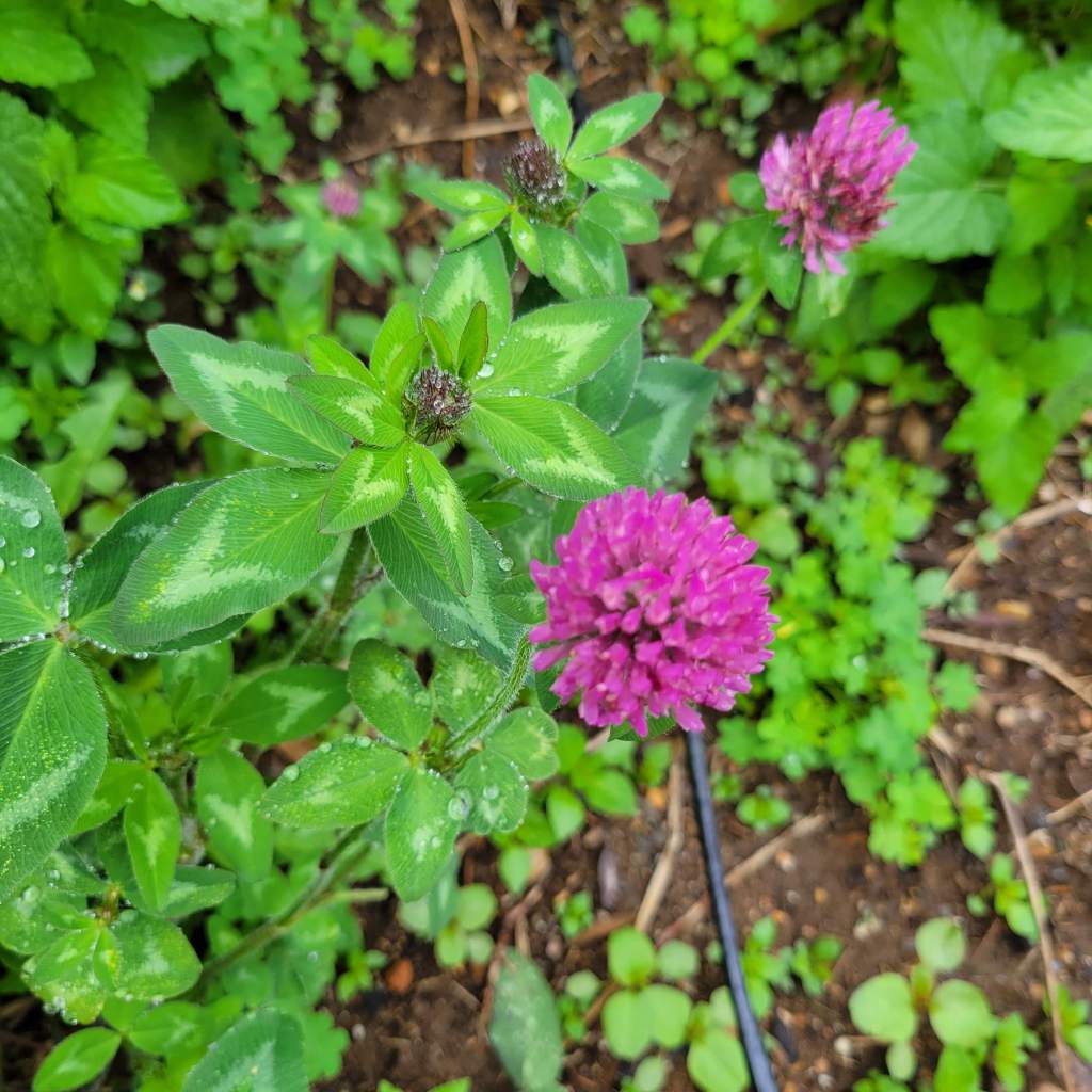 Red clover