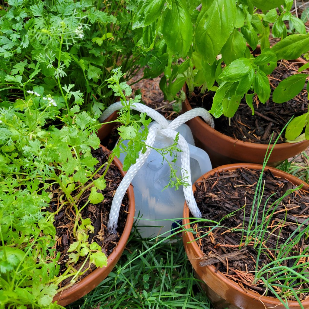 Wicking Method to Water Plants