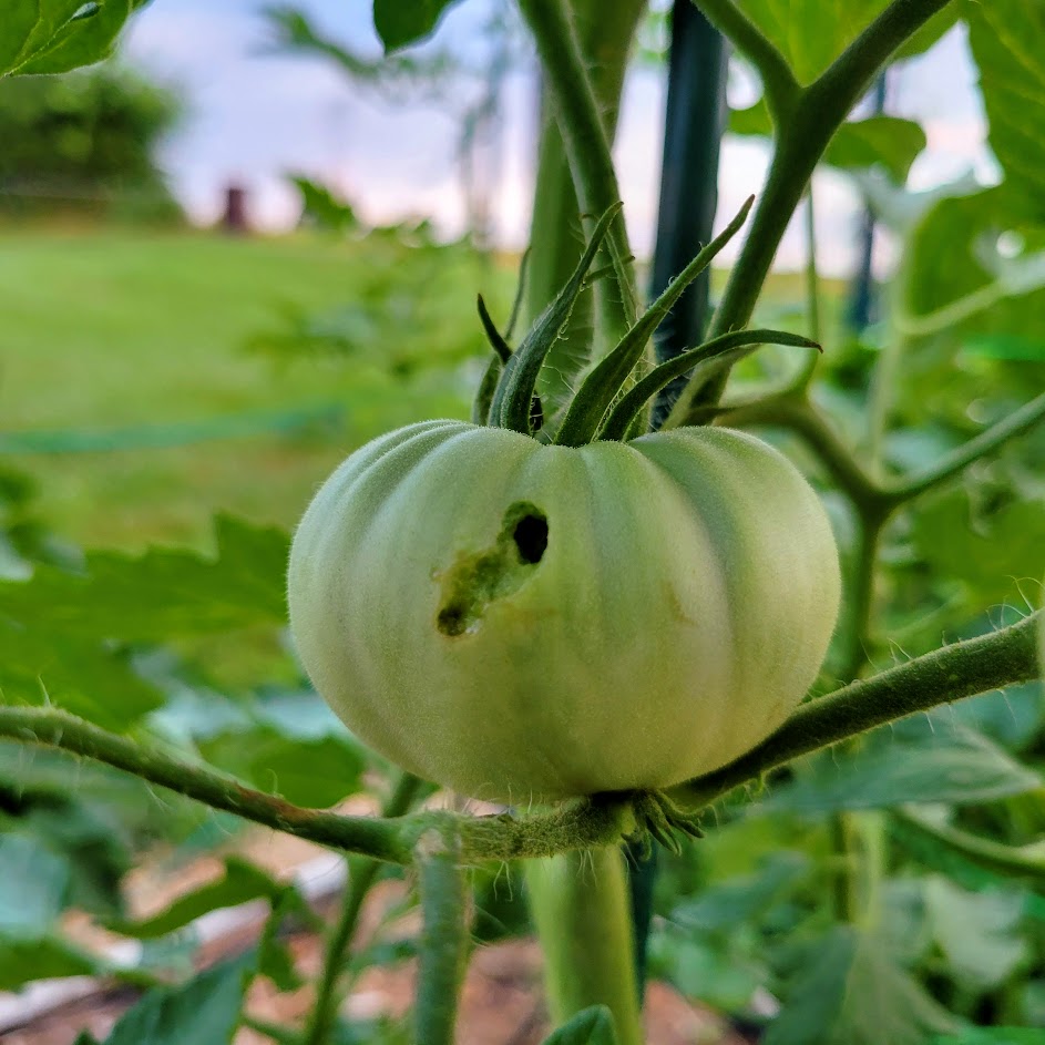 Army worm damage on a Mortgage Lifter tomato