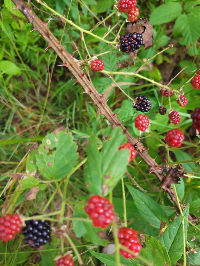 A picture showing the ridged stem and sharp prickles of a blackberry cane, amongst ripening blackberry fruit