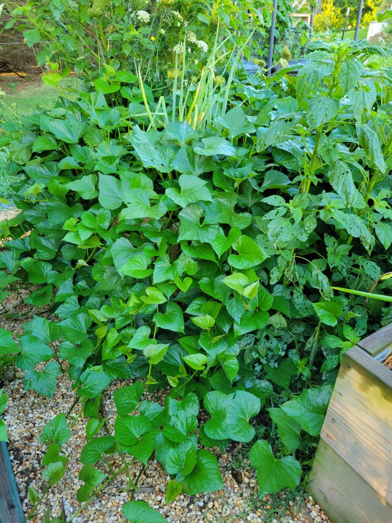 2022 Garden Bed A5 - Rear View