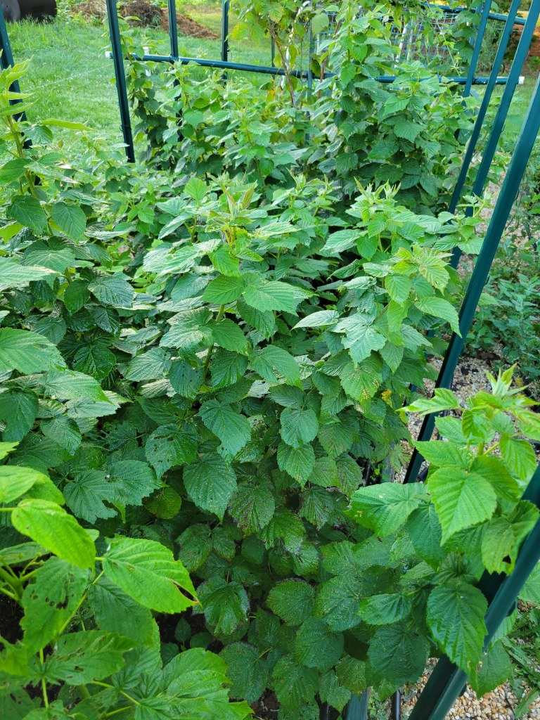 2022 Garden Bed of Raspberries