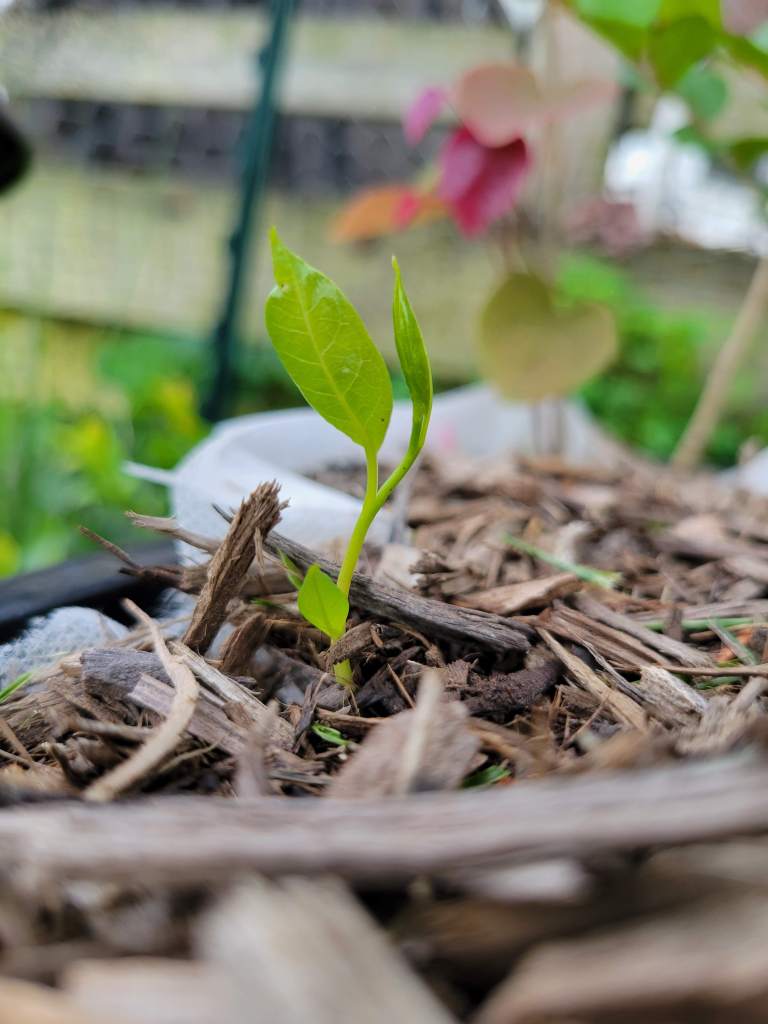 My own baby pawpaw, before its untimely demise