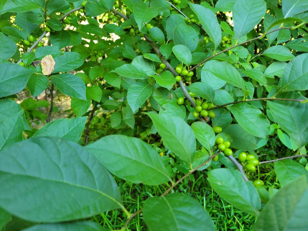 Spicebush laden with fruit