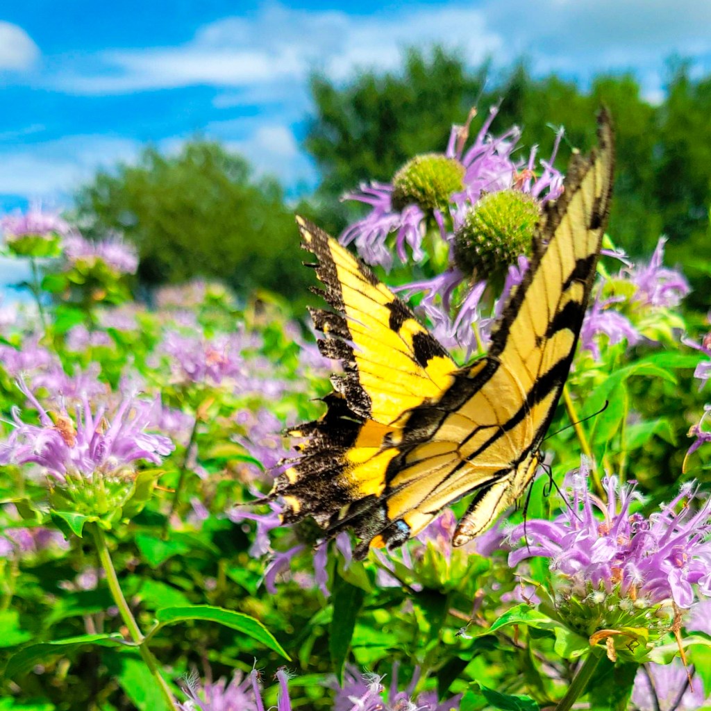 An eastern tiger swallowtail visiting bee balm