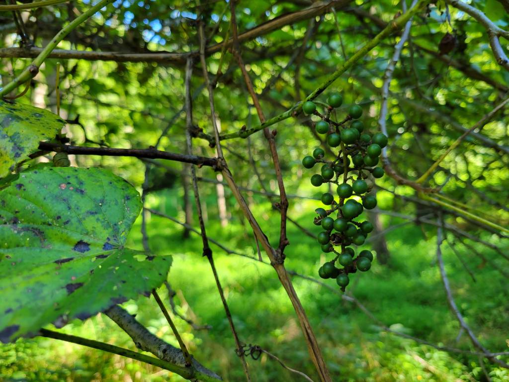 Wild grapes
