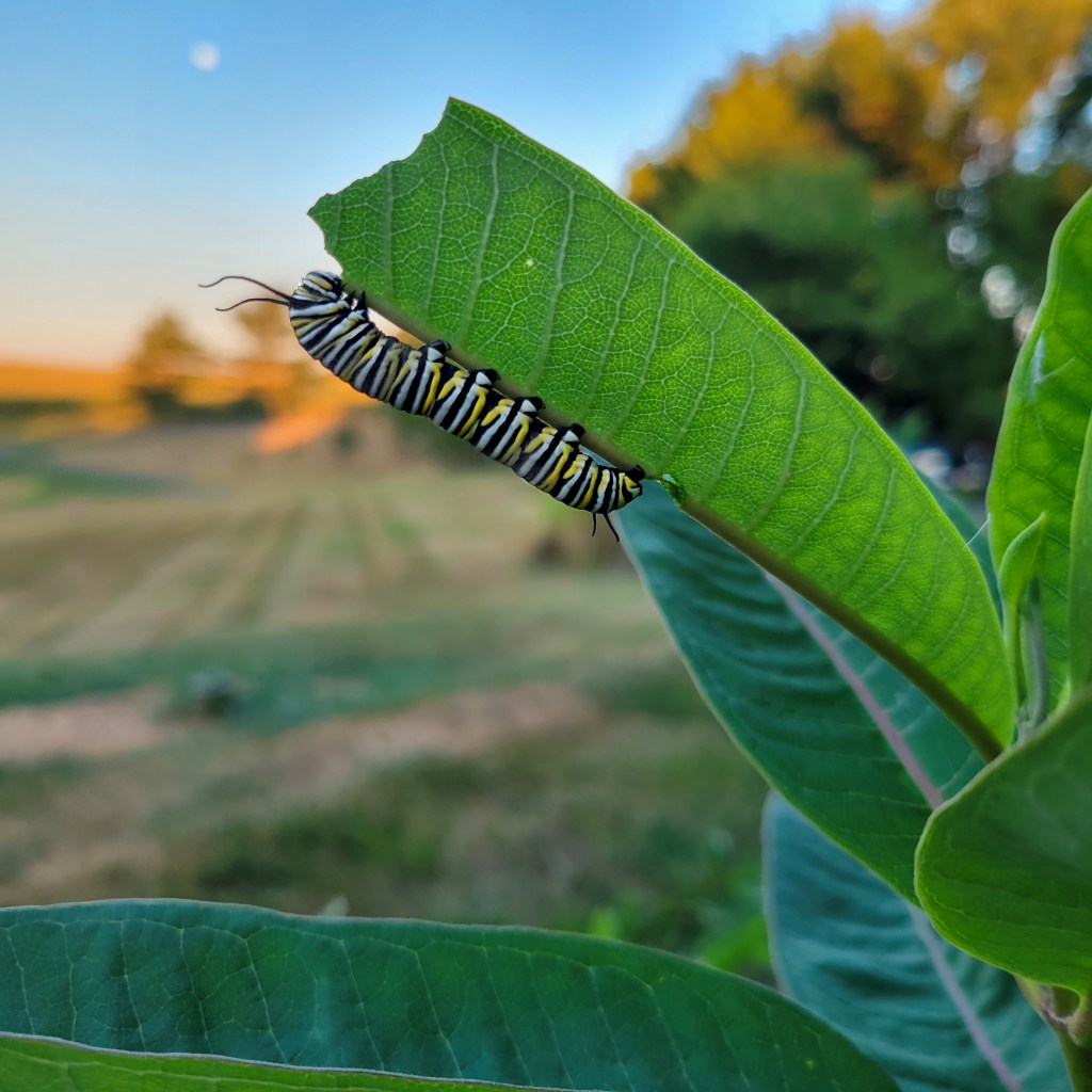 A lone monarch caterpillar eating a milkweed leaf against a backdrop of a dried up lawn and a setting moon.