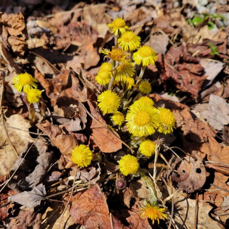 Spring coltsfoot flowers